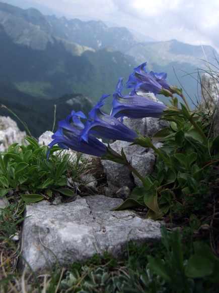 Fioriture in quota